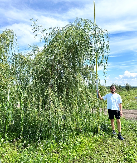 ИВА БЕЛАЯ ПЛАКУЧАЯ